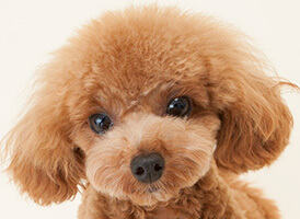 人気の犬種・犬の種類から子犬を探す 1位：トイプードル